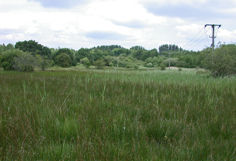 Lowland Fens